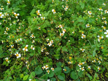İspanyol İğnesi (Bidens bipinnata) Öksürük, baş ağrısı, ateş, kabızlık, ishal, kurtçuk, mide ağrısı ve diğer 4 kişinin tedavisinde kullanışlıdır.