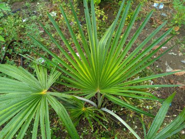 Florida Silver Palm (Coccothrinax Argentata), palmiye ağacının bir türüdür. Güney Florida, güneydoğu Meksika, Kolombiya ve Batı Hint Adaları 'na özgüdür.