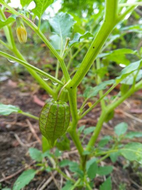 Ciplukan (physalis angulata), hipertansiyonu ve diyabeti ağız ülseri ve diğer 11 tür için geleneksel bir ilaç olarak ele alır.