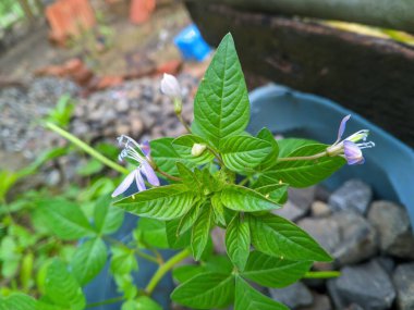 Maman lanang plant (Cleome rutidosperma), Cleomaceae familyasından bir bitki türü olup, antidiyabet, anti-aging, kanser ve kardiyovasküler hastalıkların önlenmesi için kullanılan geleneksel bir ilaçtır.