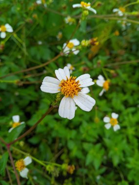 İspanyol İğnesi (Bidens bipinnata) Öksürük, baş ağrısı, ateşi, kabızlık, ishal, kurtçuk, mide ağrısı ve diğer 2 hastalığın tedavisi için kökler, yapraklar ve çiçekler etkilidir.