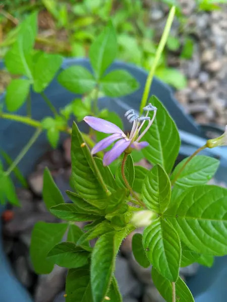 Maman lanang plant (Cleome rutidosperma), Cleomaceae familyasına ait bir bitki türü.