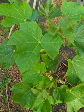 Jarak pagar (Jatropha curcas veya Ricinus communis L.) biyodizel üretir. Özsuyu cilt hastalıklarını, kabızlığı ve diş ağrısını tedavi etmek için kullanılır.