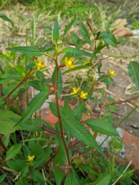 Ludwigia Hyssopifolia geleneksel ishal, dizanteri, gaz çıkarma, sarılık, tükürme ve vajinal boşalma tedavisi için.