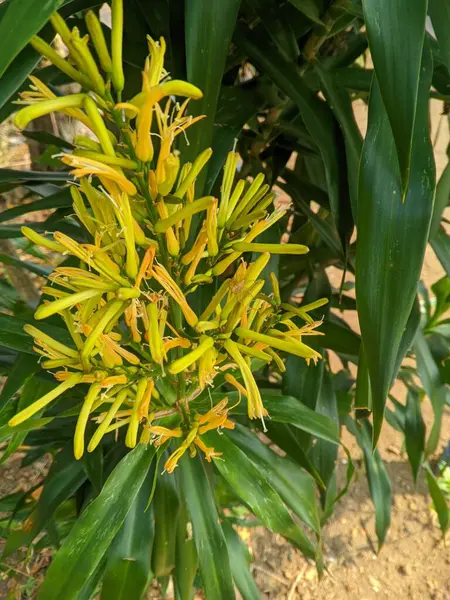 Latince adı Pleomele angustifolia ya da Dracaena angustifolia olan Suji ağacı veya Betawi Pandan, iyi bir klorofil kaynağıdır ve ayrıca gıda 1 için doğal yeşil boyadır.