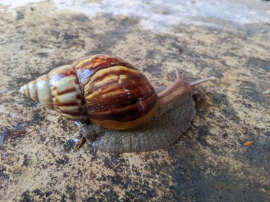 Salyangoz ya da bekicot (Lissachatina fulica) yaraları iyileştirmek ve deriyi nemlendirmek için kullanılan kara salyangozlarıdır.