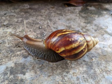 Salyangoz ya da bekicot (Lissachatina fulica) yaraları iyileştirmek ve deriyi nemlendirmek için kullanılan kara salyangozlarıdır.