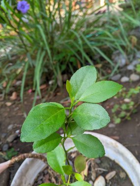Turunçgil bitkisinin bilimsel adı Citrus Sinensis 'tir.