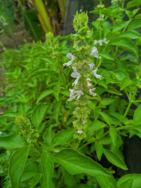 Kemangi ve fesleğen yapraklarının (Ocimum ibadethane) sağlık için faydaları. İçindeki anti-kanser içeriğinin akciğer kanseri, karaciğer kanseri, ağız kanseri ve cilt kanseriyle mücadele ettiği biliniyor.