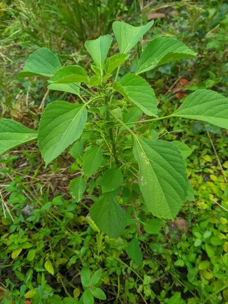 Karınca-Anting bitkisi (Acalypha australis linn), bitkisel bir ilaç olarak kullanılan, yaraları iyileştiren, burun kanamalarını azaltan, ishali tedavi eden veya çeşitli iltihapları tedavi eden bir bitki türüdür.