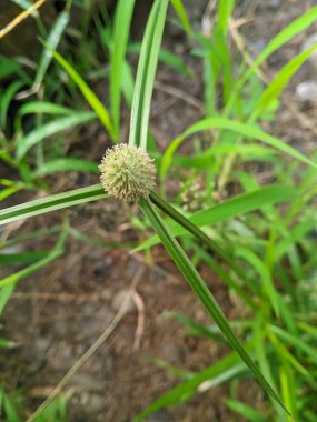 Udel-Udelan 'ın (Cyperus Kyllinga) Kullanımı (Teki Özütü) Domates bitkilerinin (Lycopersicum Esculentum) 14