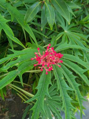 İyot Ağacı (Jatropha multifida Linn) deri yaralarının tedavisinde kullanılır. İyot ağacının özsuyunda aroit, fenolik ve terpenoid filtokimyasal bileşikler var. Staphylococcus aureus 1 'e karşı antibakteriyel aktivite var.