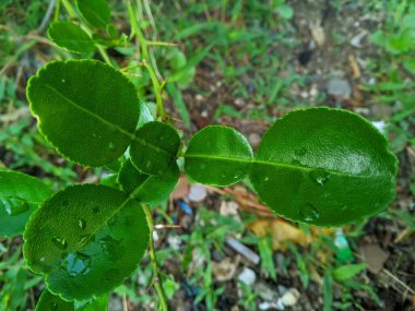 Kaffir kireç veya jeruk purut yaprakları (Citrus hystrix) 7 yemek pişirmede aromatik bir baharat olarak kullanışlıdır.