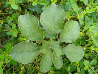 Ipomoea lindheimeri or Lindheimer's Morning-Glory is a climbing plant that can be used as a model plant pathogen system 4