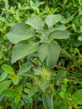 Ipomoea lindheimeri ya da Lindheimer 's Morning-Glory, 1 numaralı model patojen sistemi olarak kullanılabilen bir tırmanma bitkisidir.