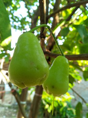 Su Jambu meyvesi (Syzygium aqueum) C vitamini ve flavonoid olarak antioksidan içerir. Geleneksel olarak karaciğer ve böbrekleri toksinlerden arındırmak için kullanılan bitkisel ilaçlar.