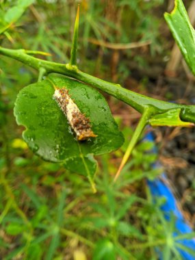 Kelebek larvalarından oluşan tırtıllar Kaffir limonu (Citrus hystrix) yapraklarını yiyorlar.