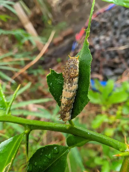Kelebek larvalarından oluşan tırtıllar Kaffir limonu (Citrus hystrix) yapraklarını yiyorlar.
