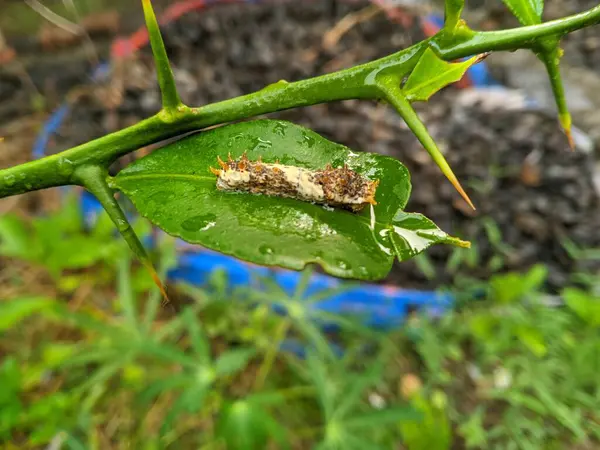 Kelebek larvalarının tırtılları, 3 numaralı yemek pişirmede aromatik bir baharat olarak kullanışlı olan Kaffir kireç (Citrus hystrix) yapraklarını yiyorlar.