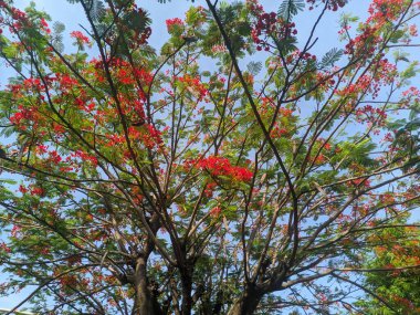 Flamboyant (Delonix regia) ciltteki yaraları iyileştirmek için kullanılır ve anti-bakteriyel, antienflamatuar, ağrı kesici, mantar önleyici ve antioksidan olarak bileşikler içerir. 1