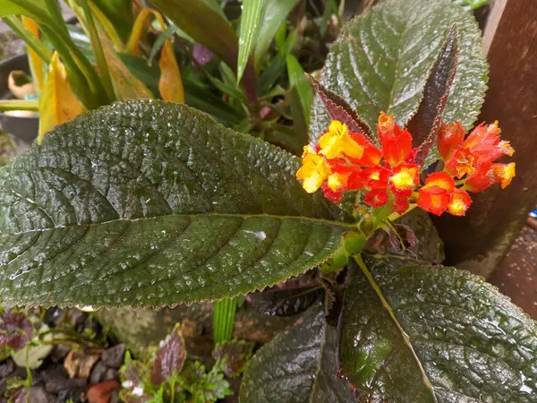 Alacakaranlık Çanı Çiçeği (Chrysothemis pulchella) kökleri bronşiyal iltihap ve balgamlı öksürükleri tedavi etmek için inulin içerir. Kökler ginseng gibi birçok saponin içerir, bağışıklık sistemini etkin bir şekilde arttırır.