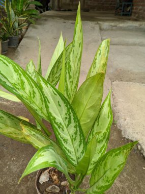 Aglaonema, Sri Rejeki bitkisi veya Pachira Aquatica, Araceae kabilesi tarafından sıklıkla iyi şans, zenginlik ve refah ile ilişkilendirilen bir bitkidir.