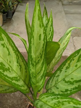 Aglaonema, Sri Rejeki bitkisi veya Pachira Aquatica, Araceae kabilesi tarafından sıklıkla iyi şans, zenginlik ve refah ile ilişkilendirilen bir bitkidir.