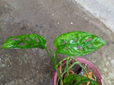 Janda Bolong bitkisinin (Monstera obqua veya Monstera adansonii) yapraklarında delikler vardır.