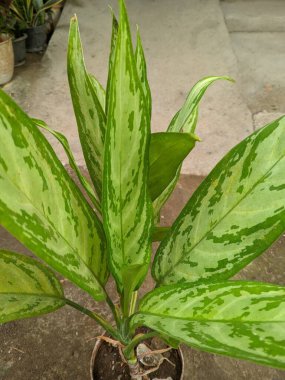 Aglaonema, Sri Rejeki bitkisi veya Pachira Aquatica, Araceae kabilesi tarafından sıklıkla iyi şans, zenginlik ve refah ile ilişkilendirilen bir bitkidir.