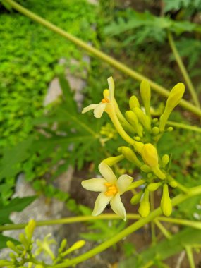 Vücut bağışıklığını artırmak, sindirim sistemini bakteriyel enfeksiyonlardan korumak ve kan basıncını kontrol etmek amacıyla Papaya Santrali 'nden (Carica Papaya L) çiçekler.