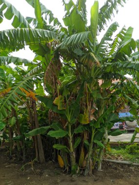 Yeşil yapraklı muz ağacı