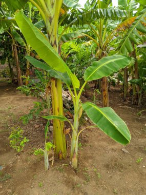 Bahçedeki muz ağacı