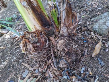 Muz ağacının tabanı 1 kesilmiş.