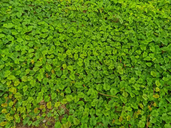 Merremia emarginata, öksürük, diyabet ve diğer 4 tür bitkisel ilaç olarak kullanışlı bir tırmanma bitkisidir.