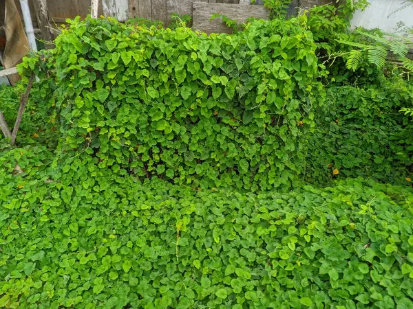 Merremia emarginata, öksürük, diyabet ve diğerleri için bitkisel bir ilaç olarak kullanışlı bir tırmanma bitkisidir.