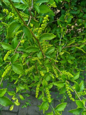 Orman çay bitkileri (Acalypha siamensis) yara iyileştirici olarak kullanılır çünkü antibakteriyel özellikler içerirler.