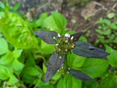 Spermacoce kumandası, dans eden palsu hutan, Borreria ve Spermacoce türleri (Rubiaceae), sıtma, ishal ve diğer sindirim sorunları, deri hastalıkları, ateş, kanama, 20 enfeksiyon için