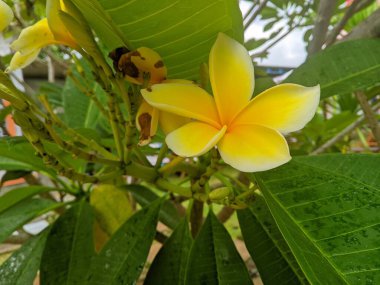 Sarı Plumeria (Plumeria acuminate) güzellik ve sağlık için yararlıdır. Çiçekler, yapraklar, kökler, bitki özü ve hatta deri bile çeşitli amaçlar ve doğal ilaçlar için kullanılır. 06