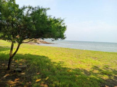 Yeşil çimenli ve ağaçlı güzel sahil atmosferi