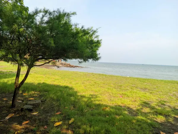 Yeşil çimenli ve ağaçlı güzel sahil atmosferi