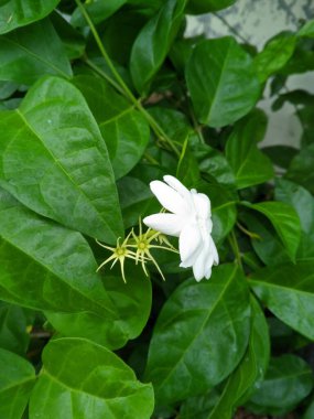 Beyaz yasemin ya da Jasminum sambac, Endonezya 2 'de bol miktarda yetişen ve güzel kokulu bir yasemin türüdür.