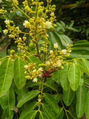 Güzel botanik çekimi Longan meyvesi, doğal duvar kağıdı