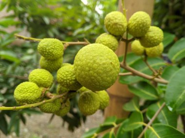 Ağaçtaki taze olgun Longan meyvesine yaklaş.