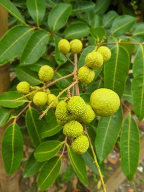 Ağaçtaki taze yeşil longan meyveleri