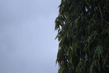 Ağaçtaki yeşil yapraklar