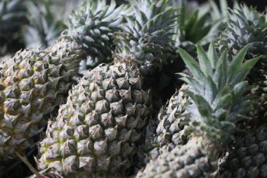 Beyaz arkaplanda taze ananas