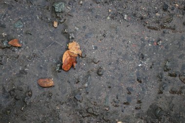 a closeup shot of a wet asphalt road with a small bird