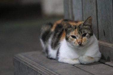 Kedi yerde oturuyor.