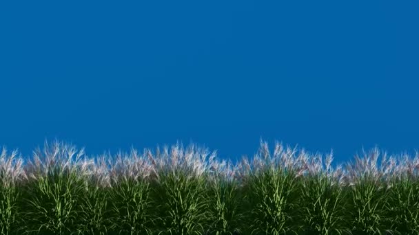 青い画面上の隔離された芝生 草の背景クロマキー — ストック動画