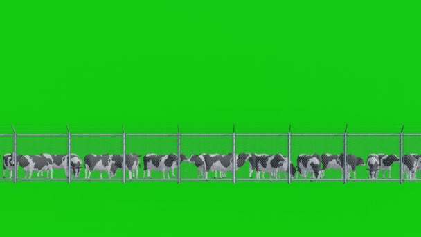 奶牛场奶牛在绿屏背景下的群集 关键3D动画 产奶用黑白奶牛 — 图库视频影像